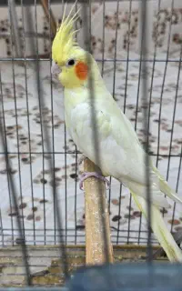 عروس هلندی  فنچ گلدین