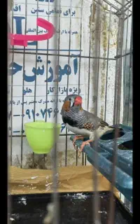 فنچ گمشده