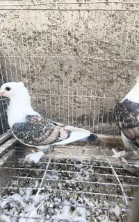 کفتر ساتن طاووسی/کفتر بلژیکی/کفتر نقش/کفتر زینتی