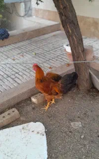 باربند تیبا