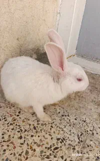 خرگوش