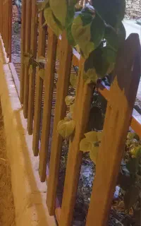 باغچه