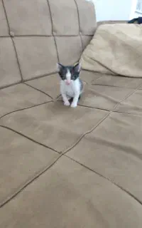 گربه