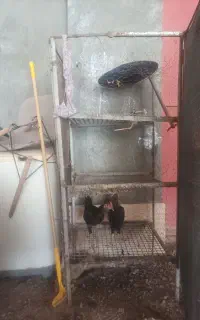 جفت کنی پرنده