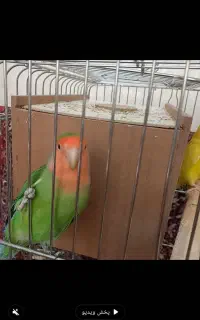 طوطی نو ماده  با قفس ضخیم