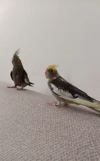 یک جفت عروس هلندی گم شده