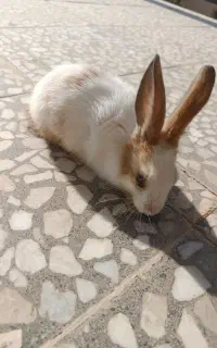 خرگوش