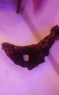 تنه آبنوس