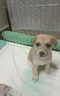 فروش یک عدد سگ جیبی