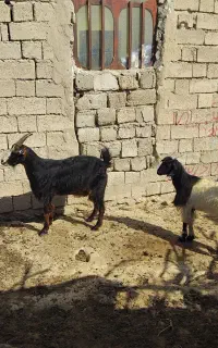 بز و کهره