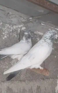کبوتر