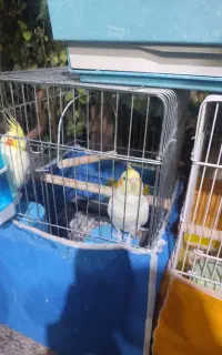 عروس هلندی