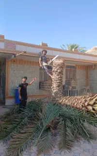 بریدن نخل رایگان هرس نخل قطع نخل سمپاشی نخل