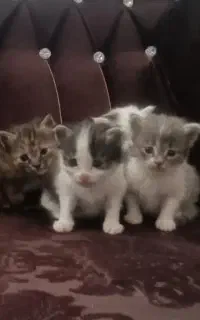 واگزاری گربه فقط پول واکسن ۵ صدتوع من