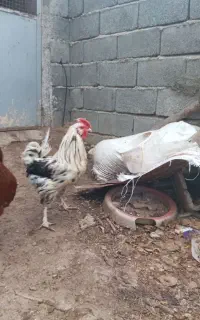 فروش مرغ و خروس