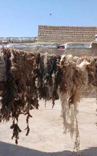 پشم گوسفند
