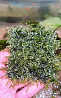 انواع خزه آکواریوم پلنت گیاهی ماهی