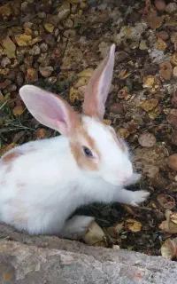 خرگوش نرو ماده با هوش