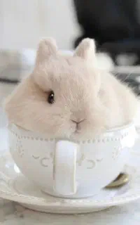 فروش همستر و خرگوش