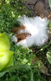 خوکچه هندی با قفس و آب خوری