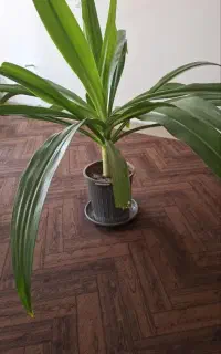 گل سوسن