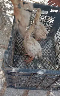 جوجه مرغ