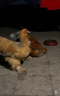 فروش یک جفت مرغ و خروس برهما بوف