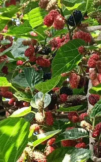 نهال اصلاح شده شاتوت دانه درشت. دره شهر