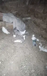 کبوتر تهرانی