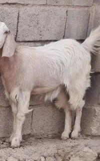 ۴ راس کولار و ا راس چکل