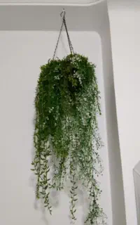 گل وایساده