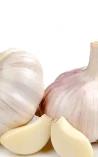 کارگر برای ابیاری سیر