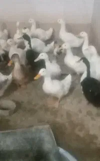 اردک