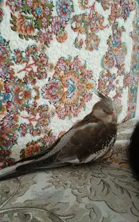 گم شده