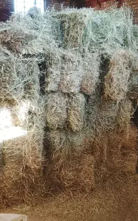 پرس شبدر