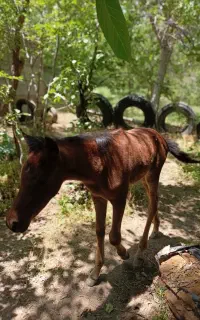 مادیان وکره نریان