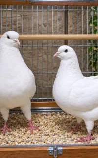 کبوتر کینگ شاهی