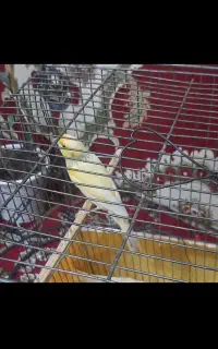 قناری جفت نر ماده