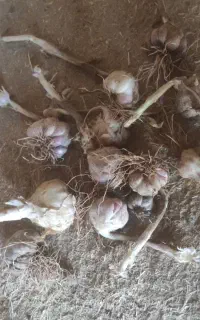 بذر سیر علفی