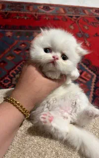گربه پرشین اسکاتیش سفید