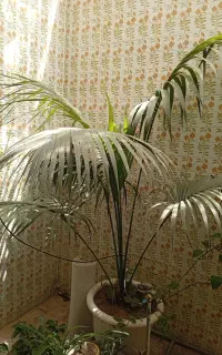 نخل کنتیا طبیعی