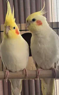 جفت عروس هلندی مولد