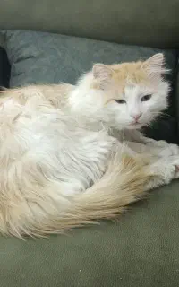 گربه