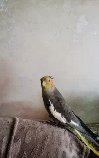 ماده سینامون گم شده در محله هفتون