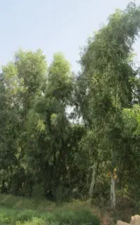 خرید چوب درخت آکالیپتوس برهان مورت مرکبات