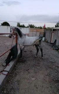 اسب عرب