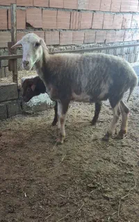 مادروبچه ماده مادردورنگه پلنگی