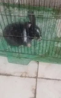 خرگوش