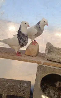 کبوتر