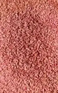 بذر گندم سردار